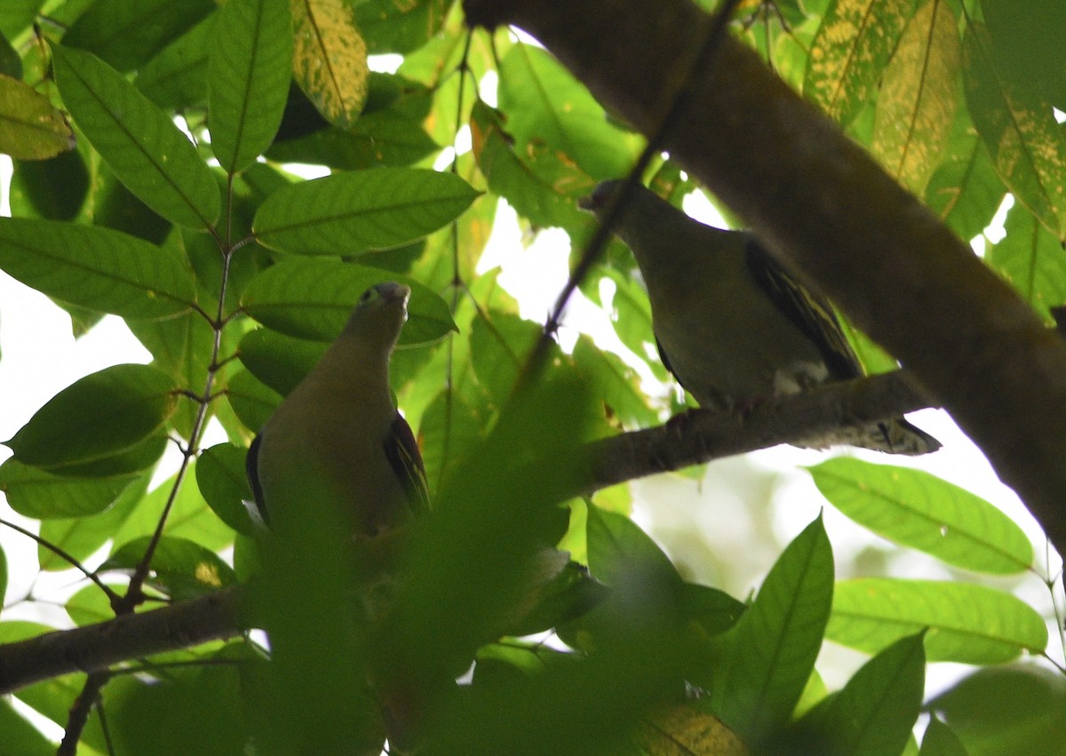 Thick-billed Green-Pigeon - ML98515531