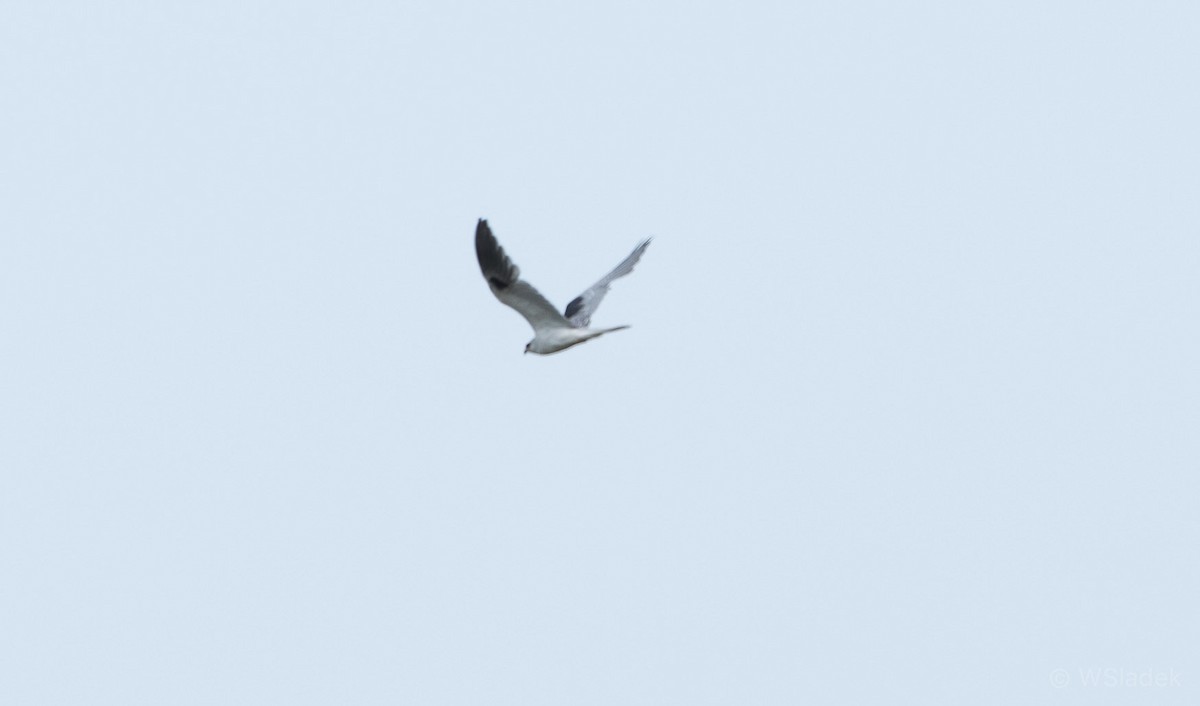 White-tailed Kite - ML98519481