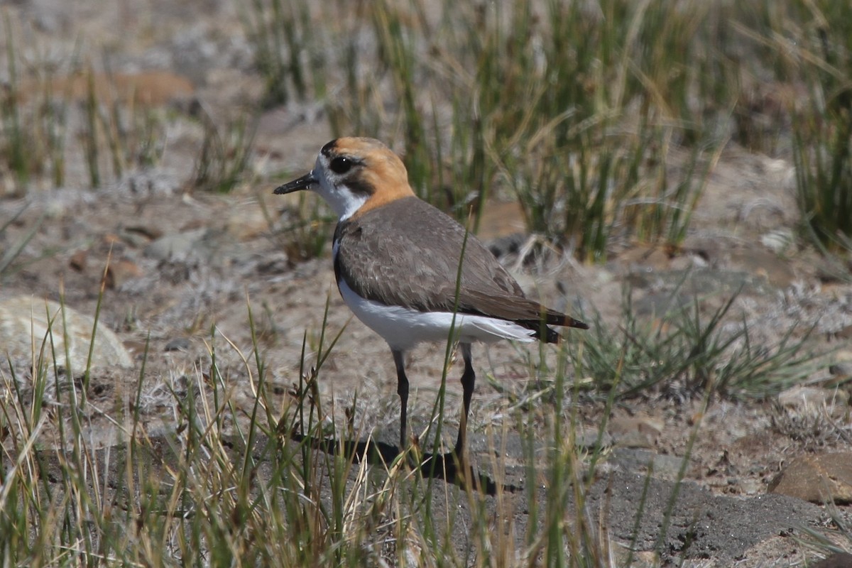 Two-banded Plover - James (Jim) Holmes