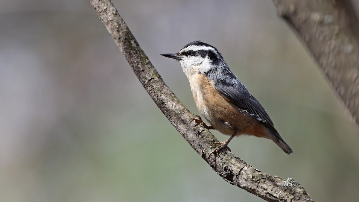 Red-breasted Nuthatch - ML98521531