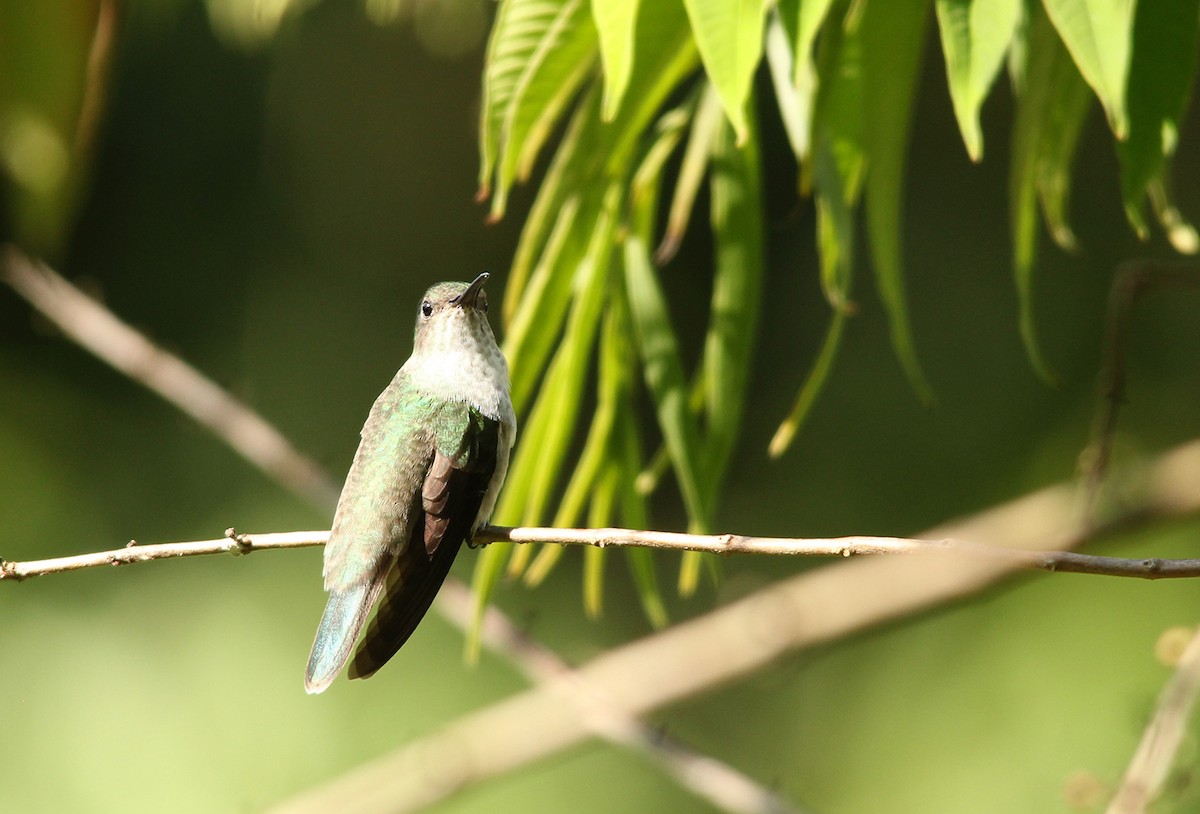 Olive-spotted Hummingbird - ML98522001