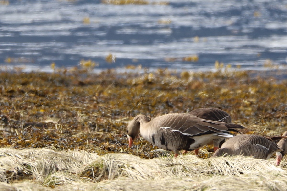 Greater White-fronted Goose - ML98522861