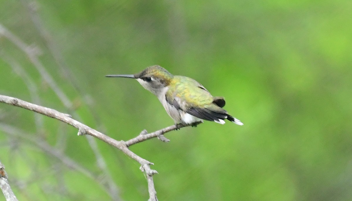 Ruby-throated Hummingbird - ML98528681
