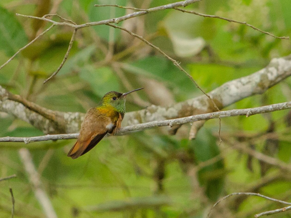 Chestnut-bellied Hummingbird - ML98528891