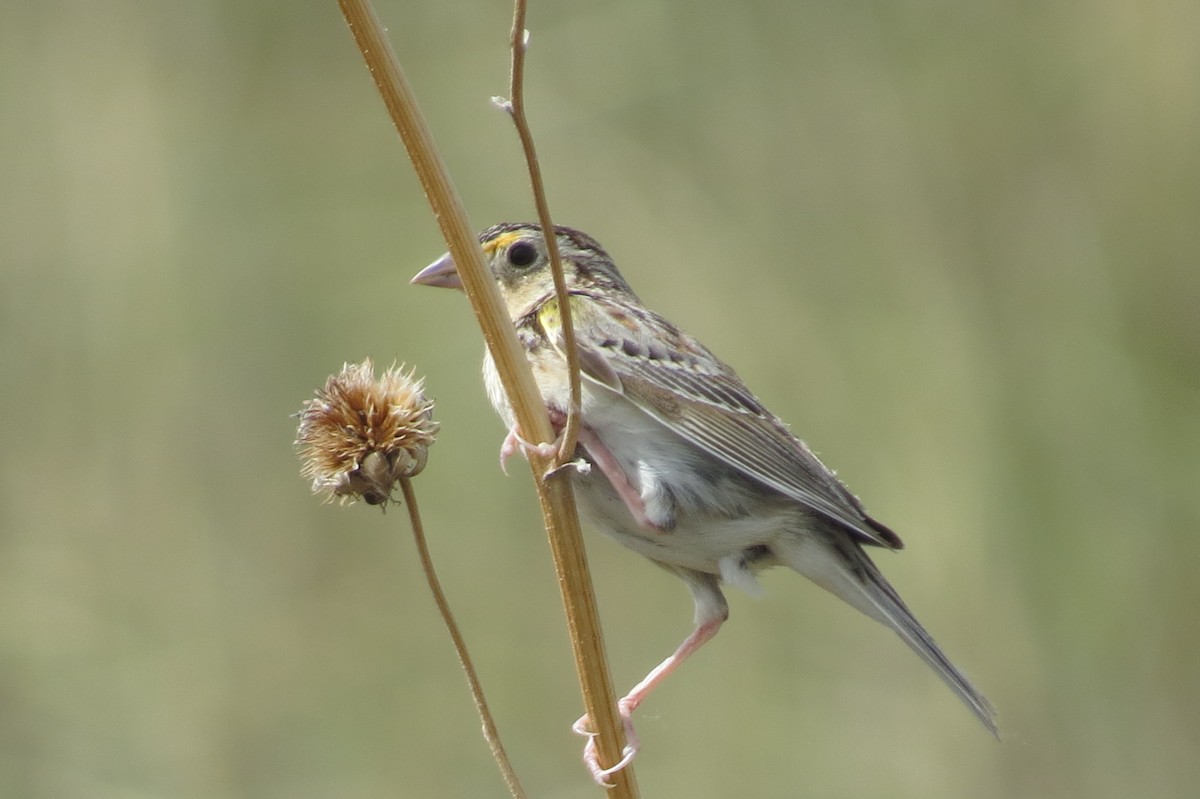 Grasshopper Sparrow - Bryant Olsen