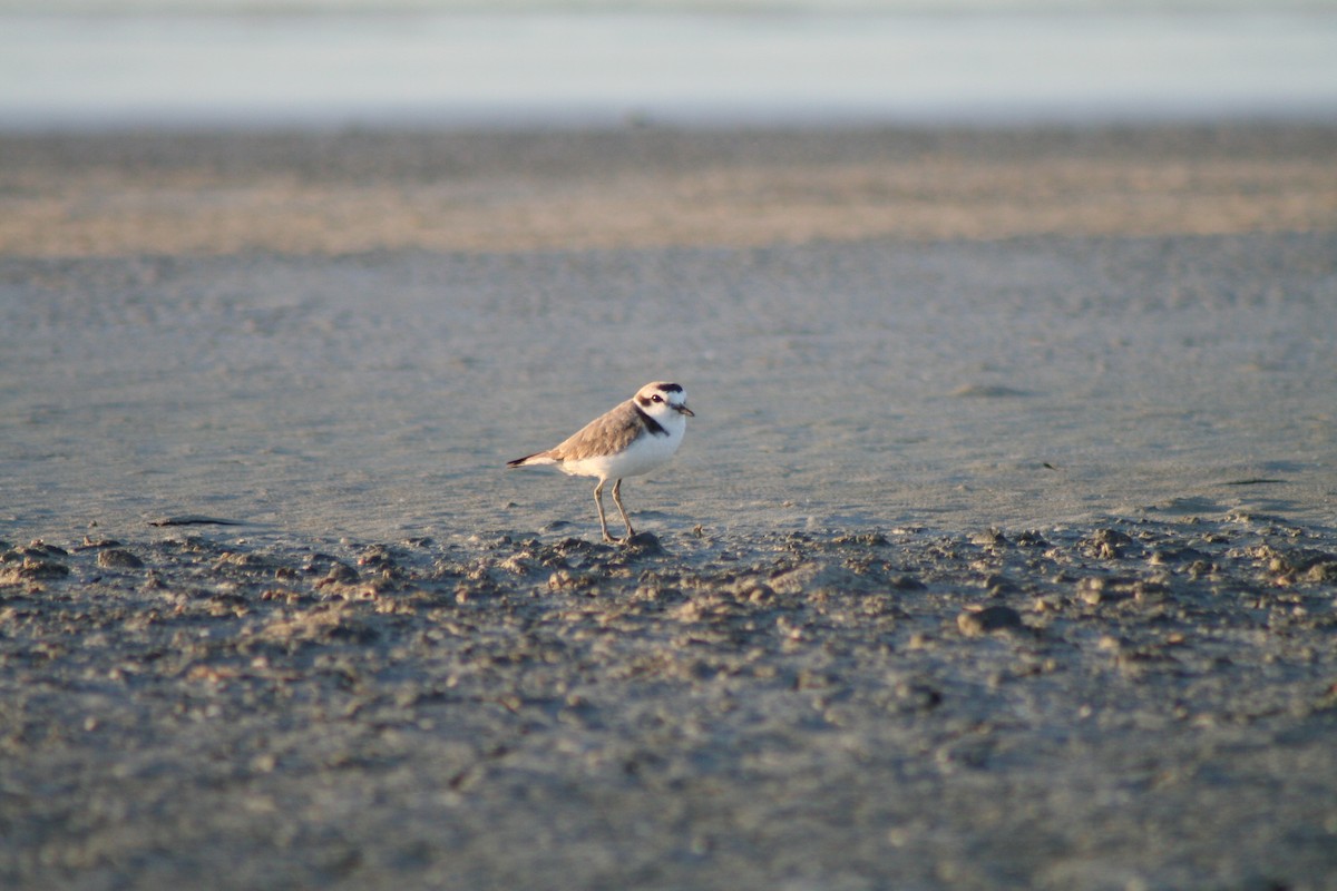 Snowy Plover - Meaghan Conway