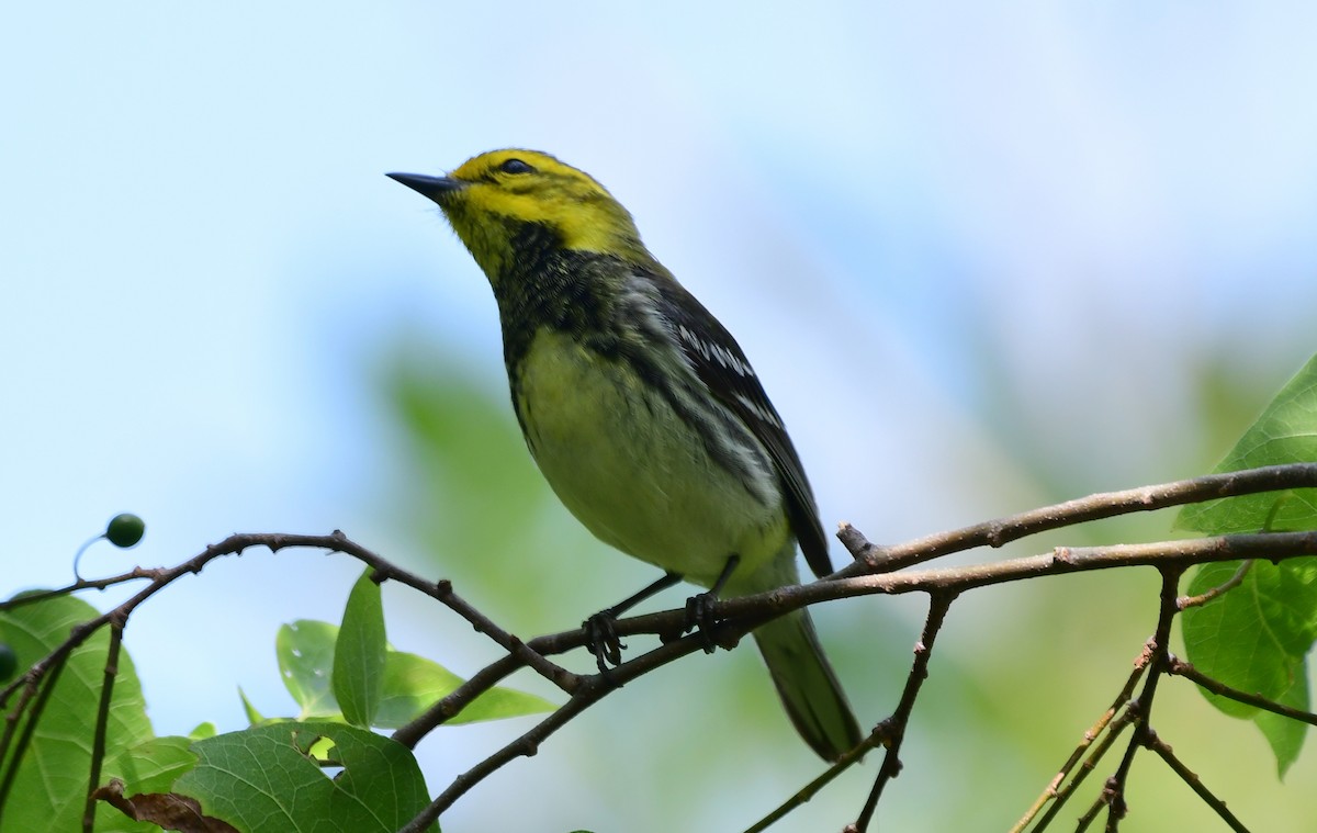 Black-throated Green Warbler - ML98536861