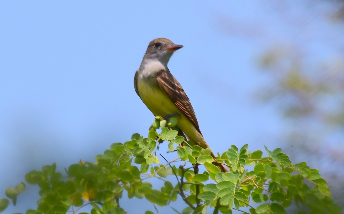Great Crested Flycatcher - ML98537041