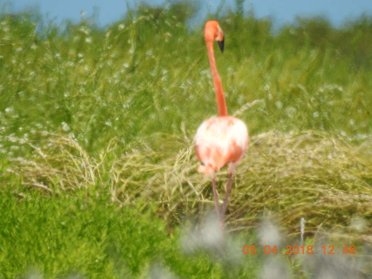 American Flamingo - Sharon Forsyth