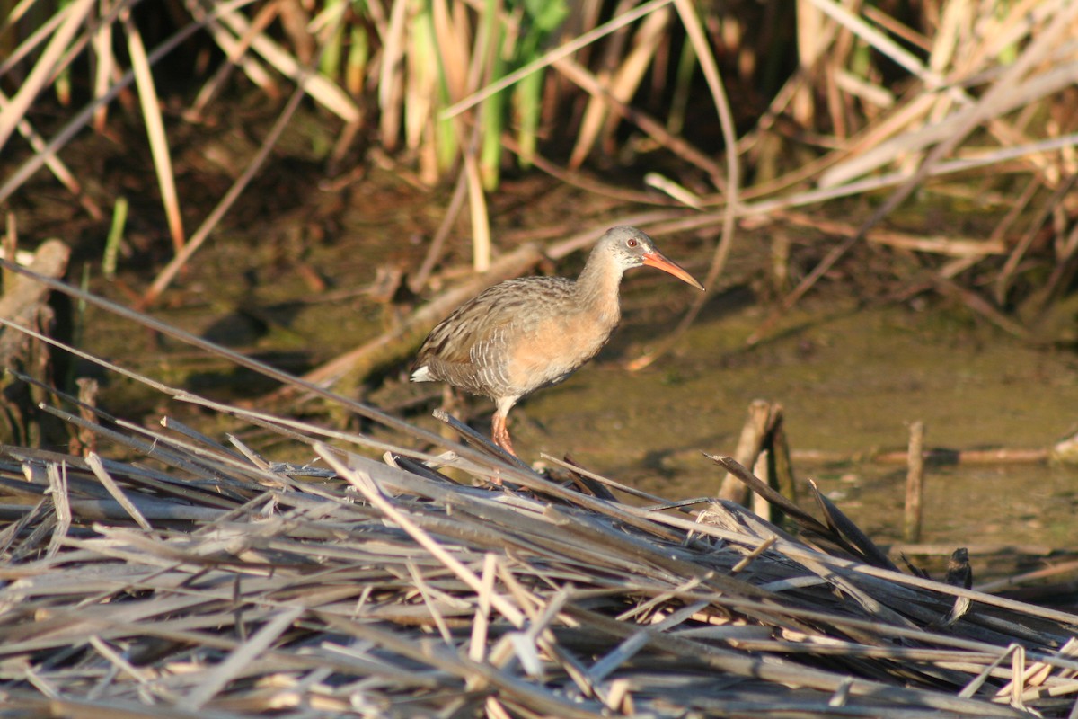 Ridgway's Rail - Meaghan Conway