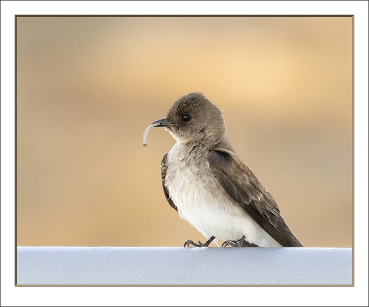 Northern Rough-winged Swallow - Dave Furseth