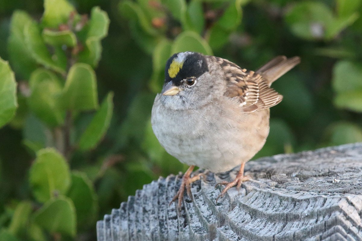 Golden-crowned Sparrow - Noah Strycker