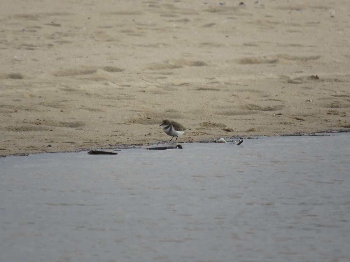 Two-banded Plover - ML98541341