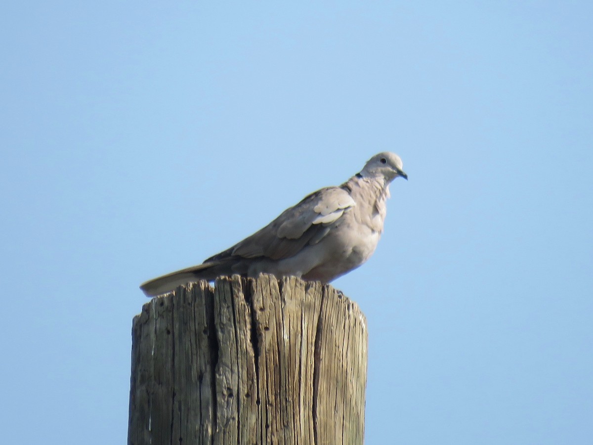 Eurasian Collared-Dove - ML98542331