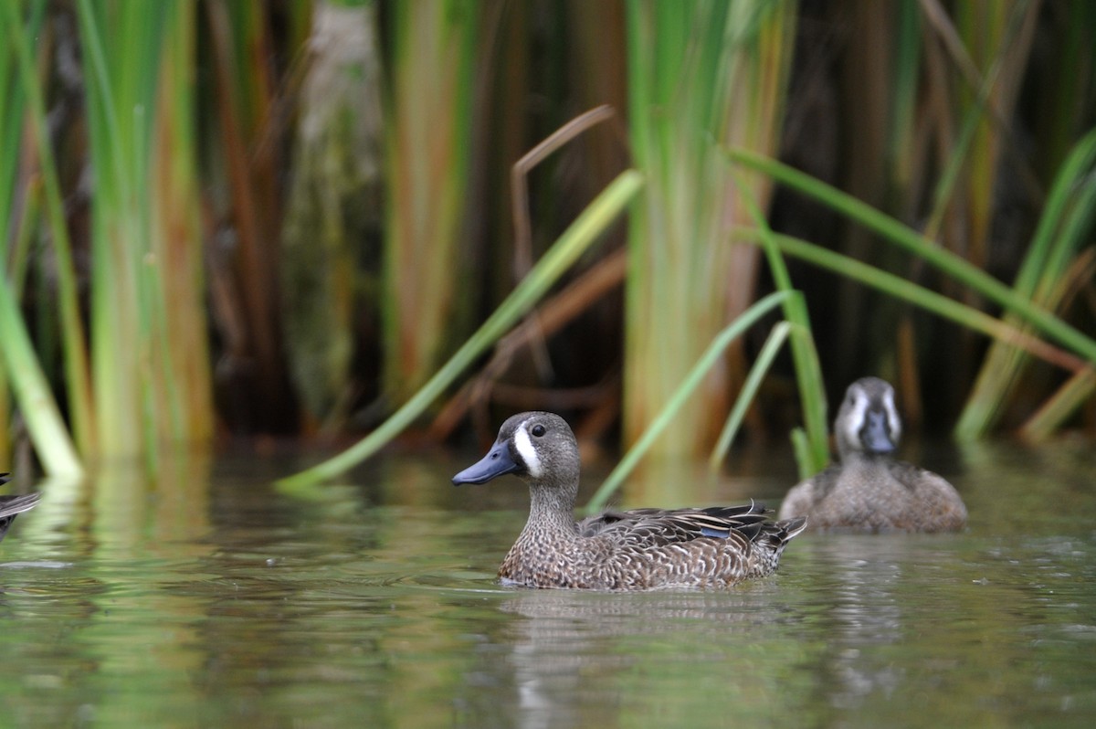 Blue-winged Teal - ML98542701