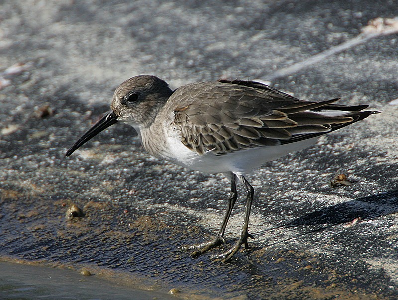 Dunlin - Michael Walther