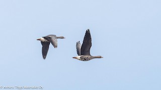 Lesser White-fronted Goose, ML98545861