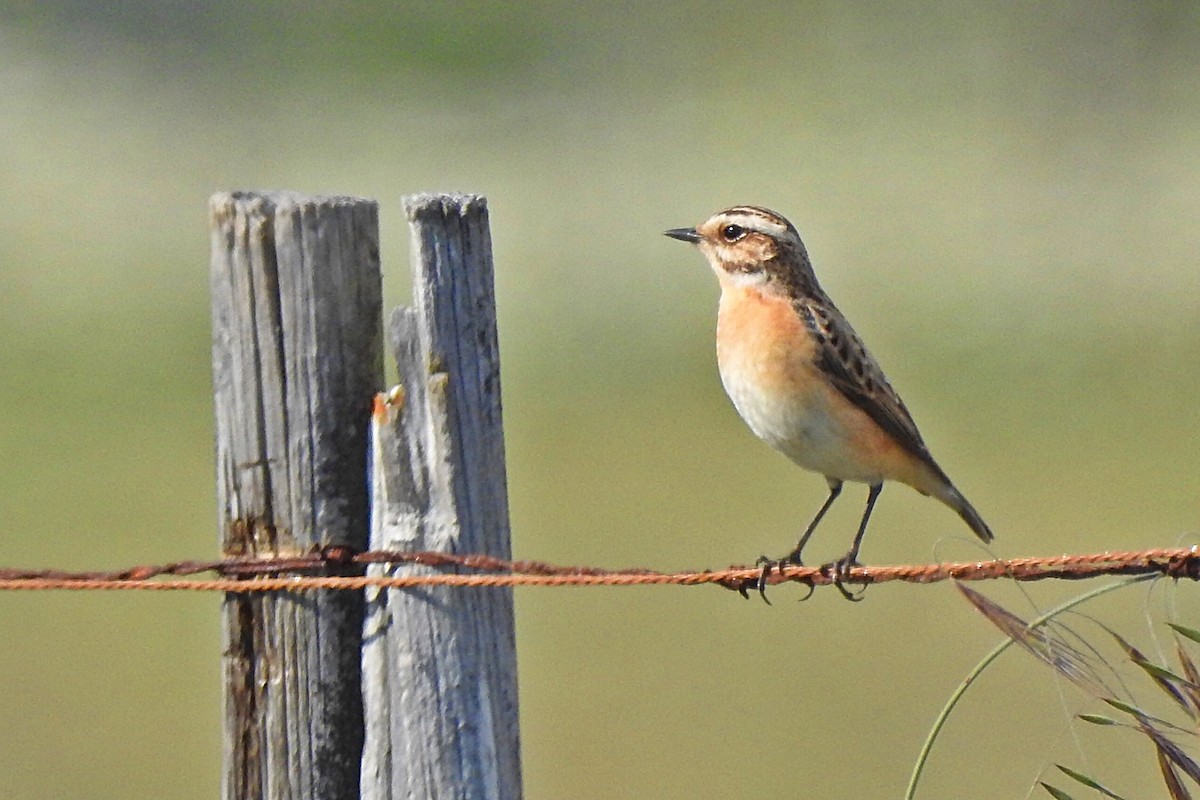 Whinchat - ML98545871