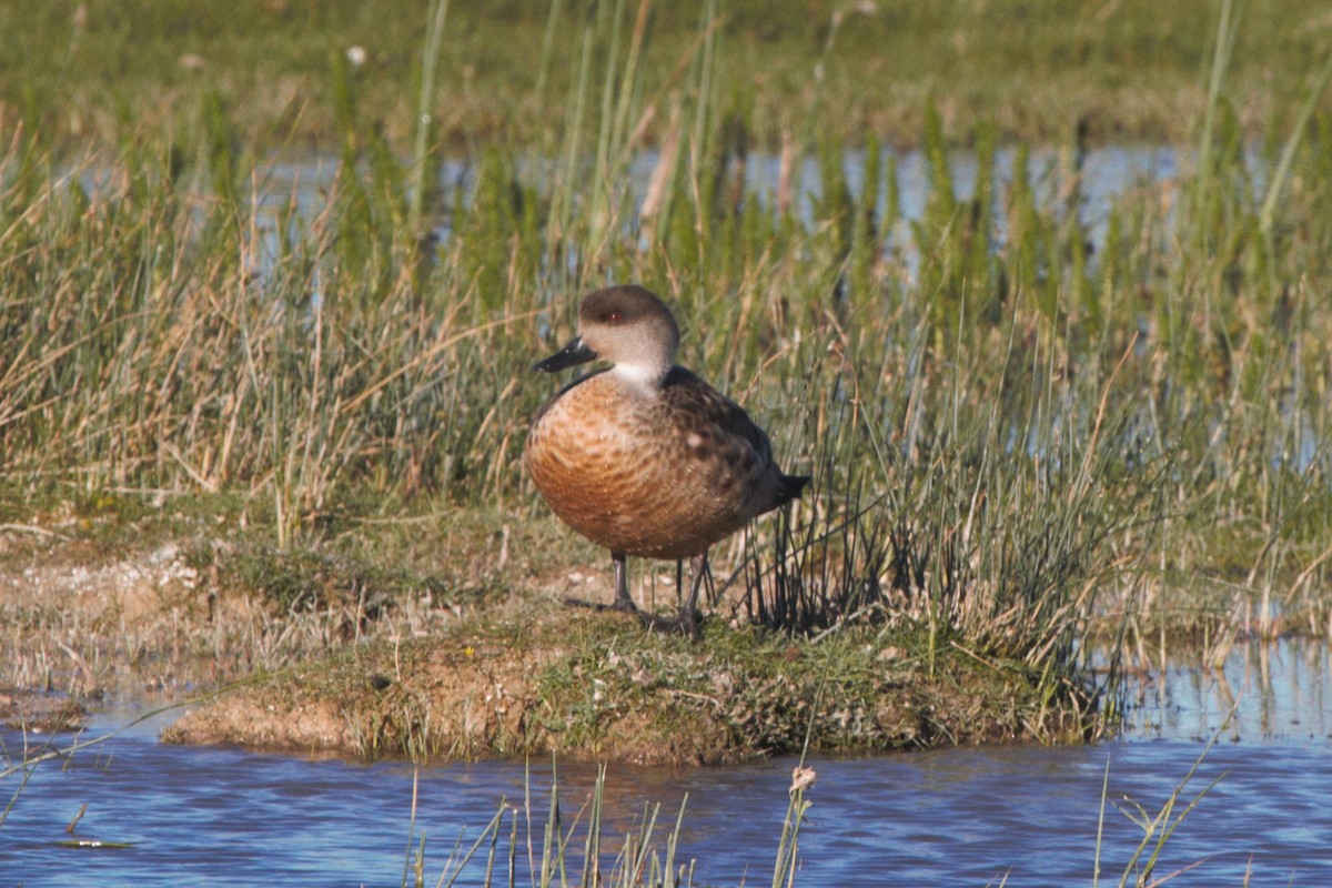 Crested Duck - ML98545891