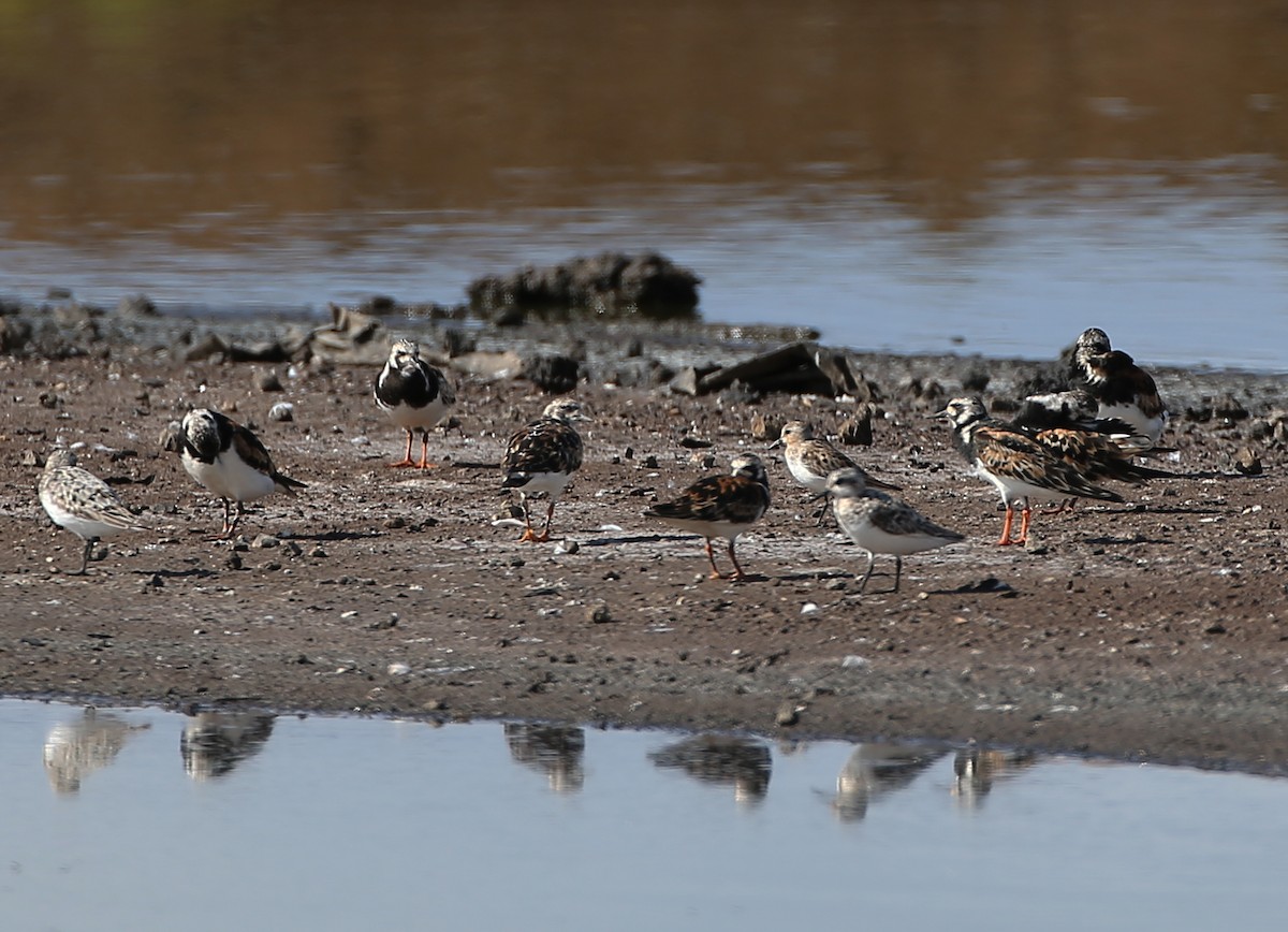 Red-necked Stint - Michael Walther