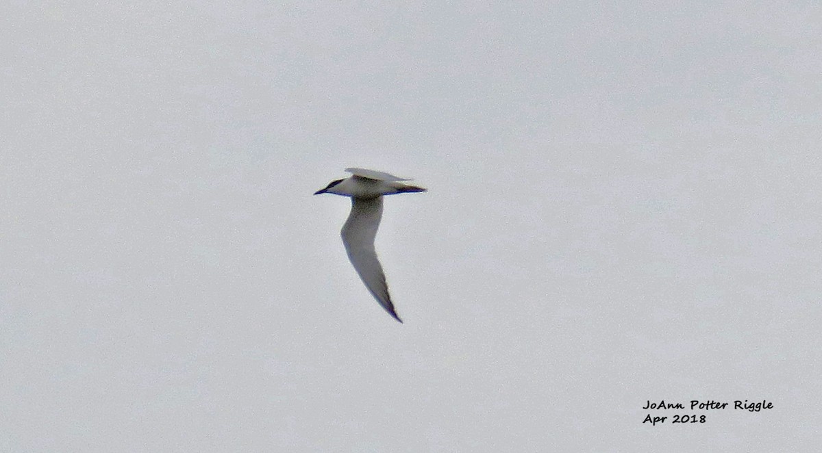 Gull-billed Tern - JoAnn Potter Riggle 🦤