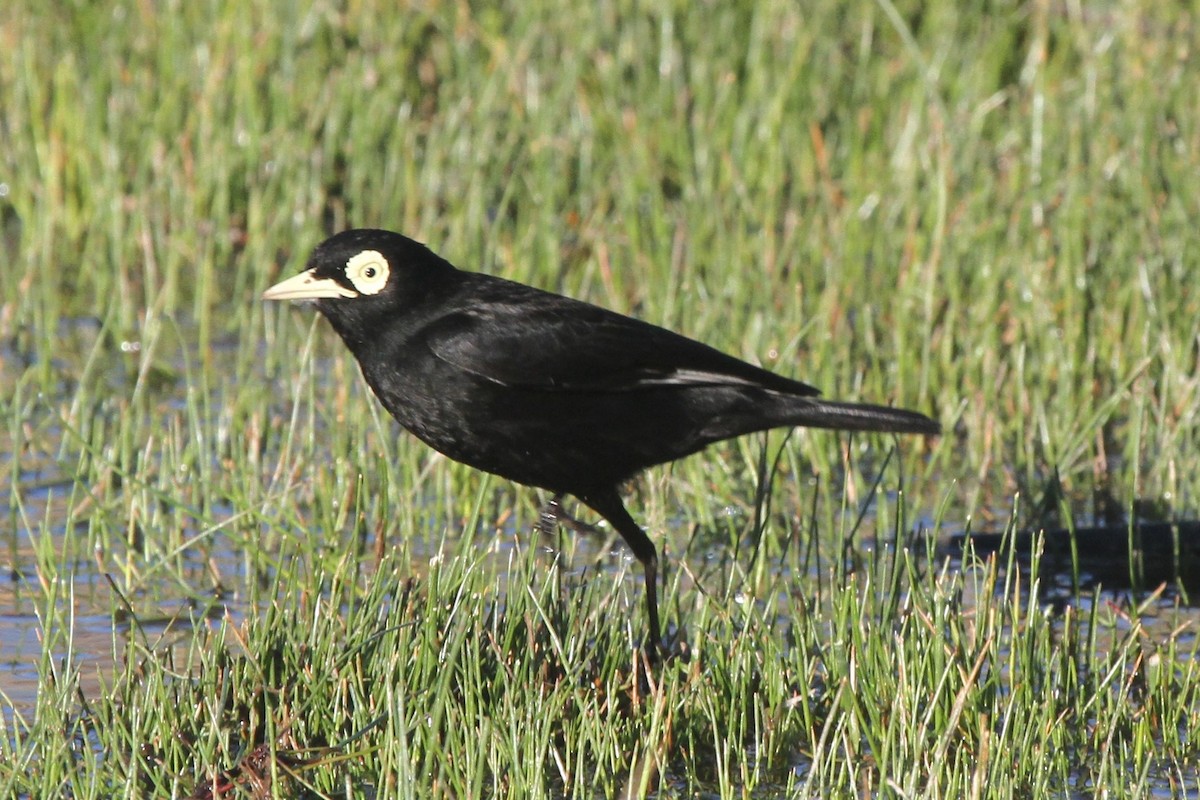 Spectacled Tyrant - ML98548901