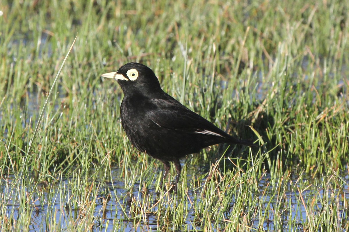 Spectacled Tyrant - ML98549061