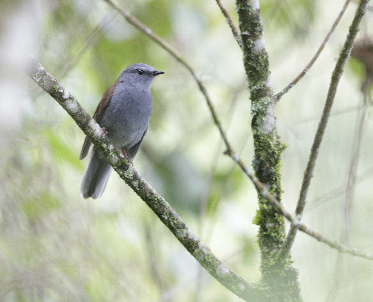 Andean Solitaire - ML98551991