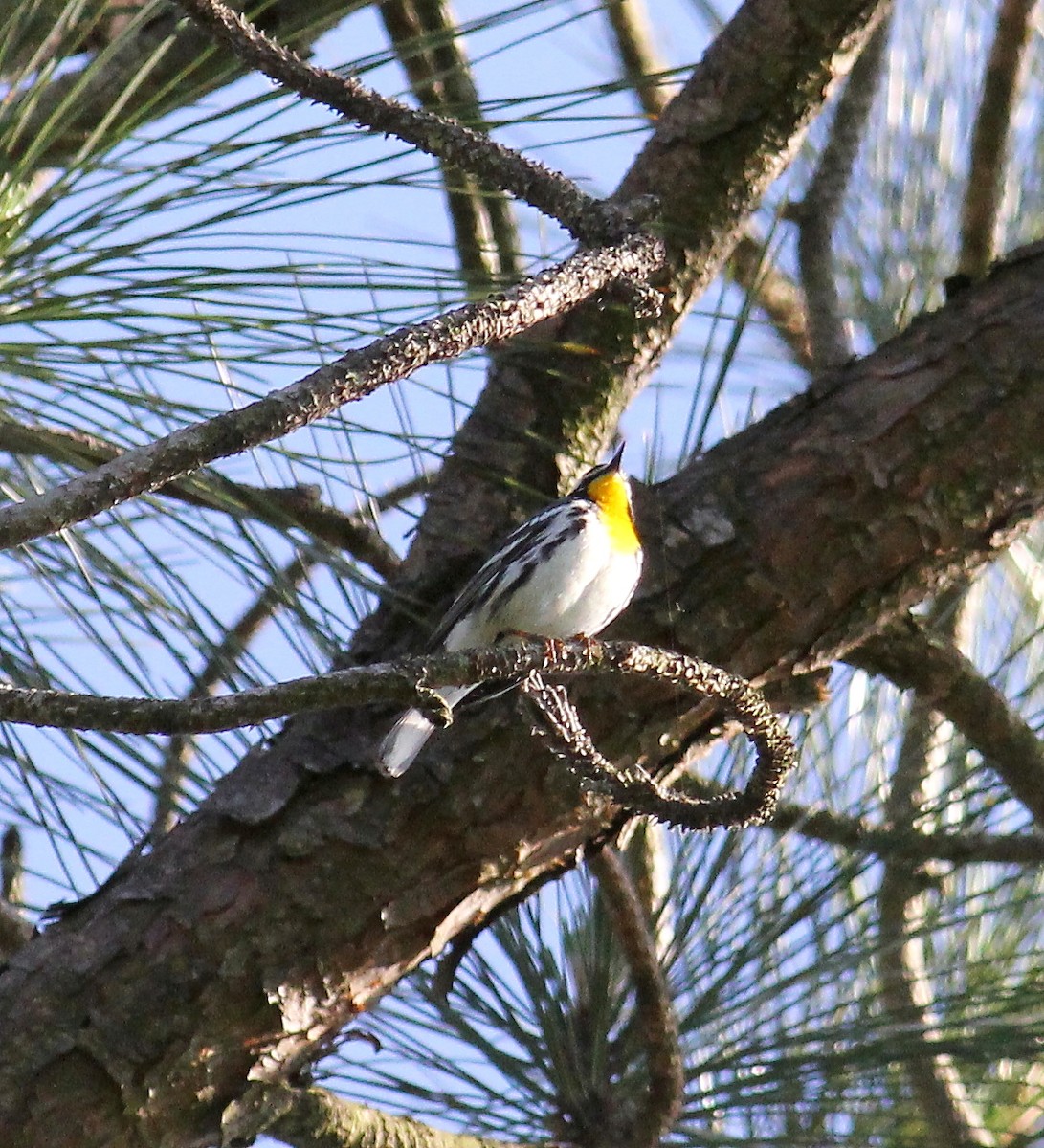 Yellow-throated Warbler - ML98552531