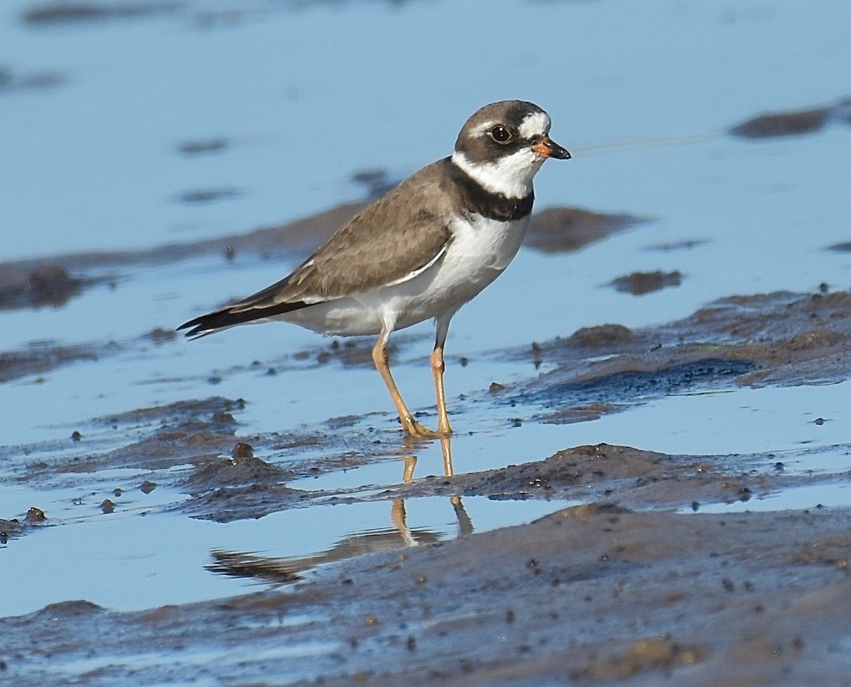 Semipalmated Plover - ML98552541