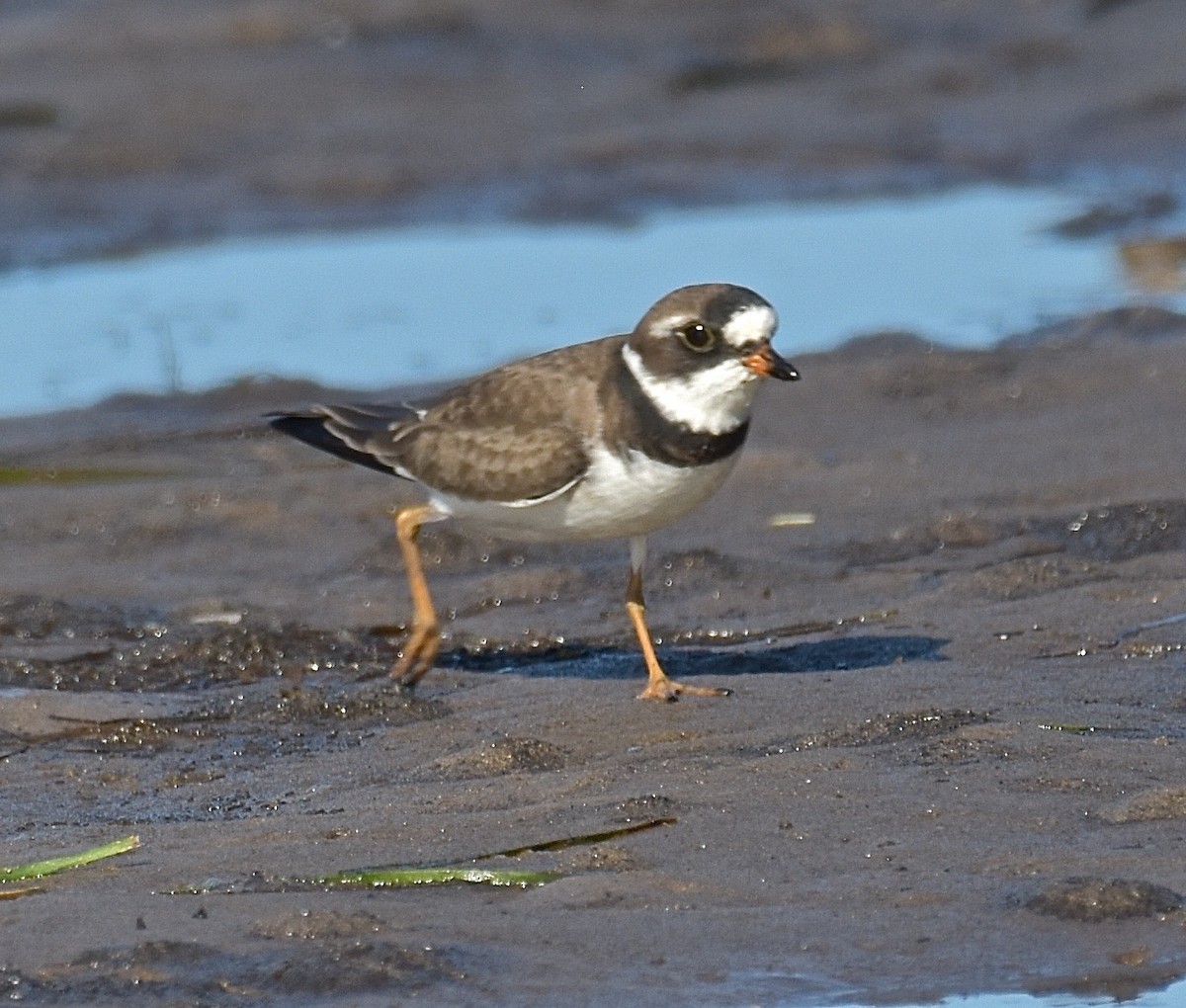 Semipalmated Plover - ML98552551