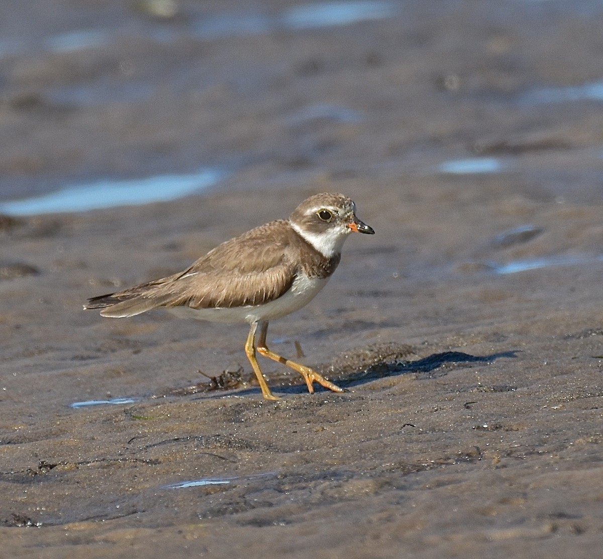 Semipalmated Plover - ML98552561