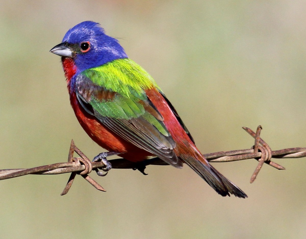 Painted Bunting - ML98552671