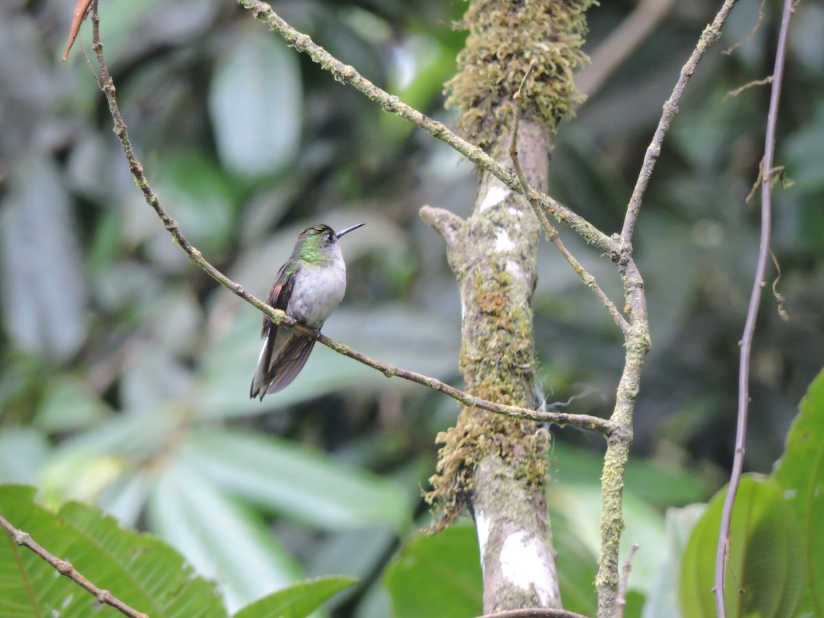 Black-bellied Hummingbird - Eddy Chacon