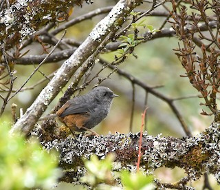 Vilcabamba Tapaculo - Scytalopus urubambae - Birds of the World