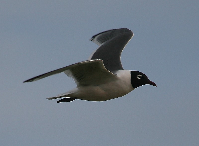 Franklin's Gull - Michael Walther