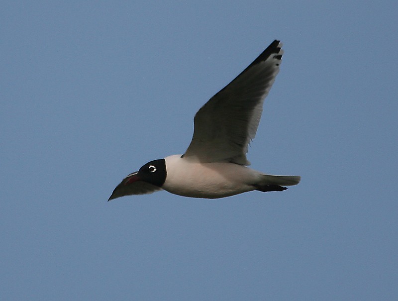 Franklin's Gull - Michael Walther