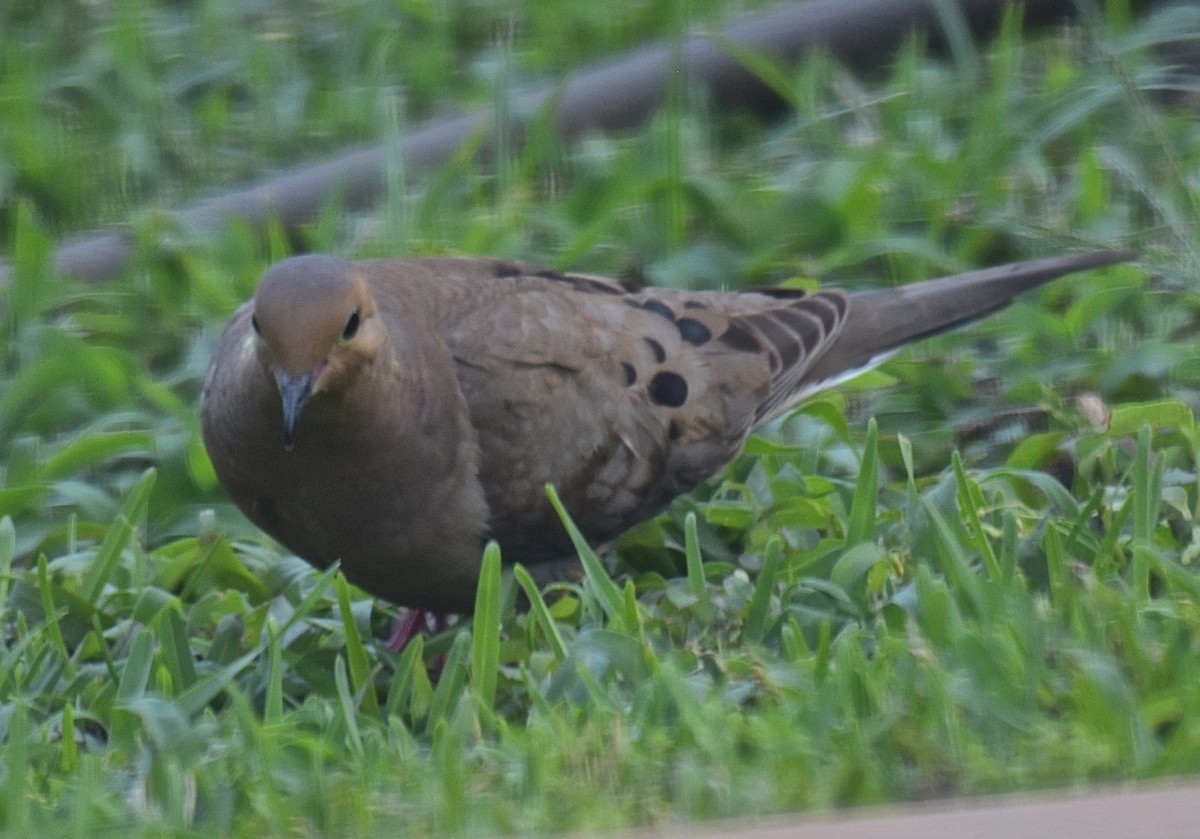 Mourning Dove - Michael Brower