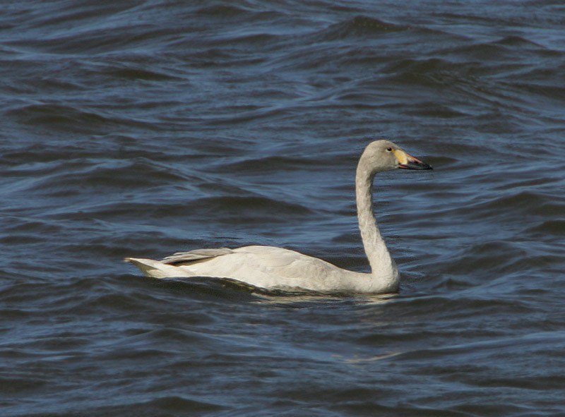 Tundra Swan (Bewick's) - ML98555571