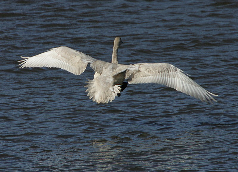 Tundra Swan (Bewick's) - ML98555641