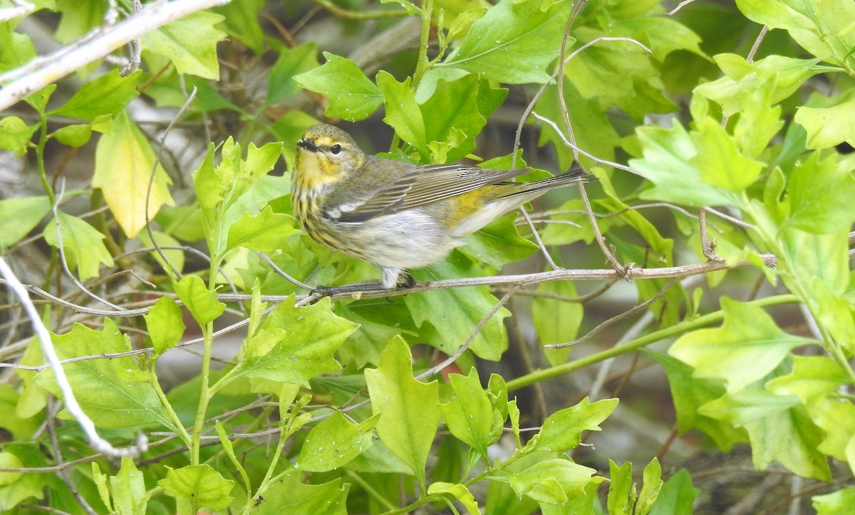 Cape May Warbler - Tony Ford