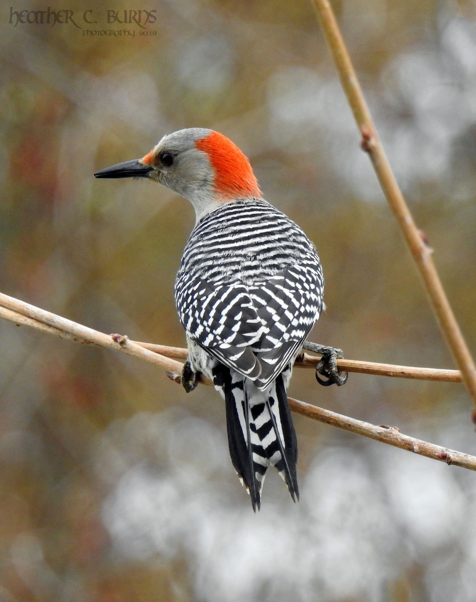 Red-bellied Woodpecker - Heather Burns
