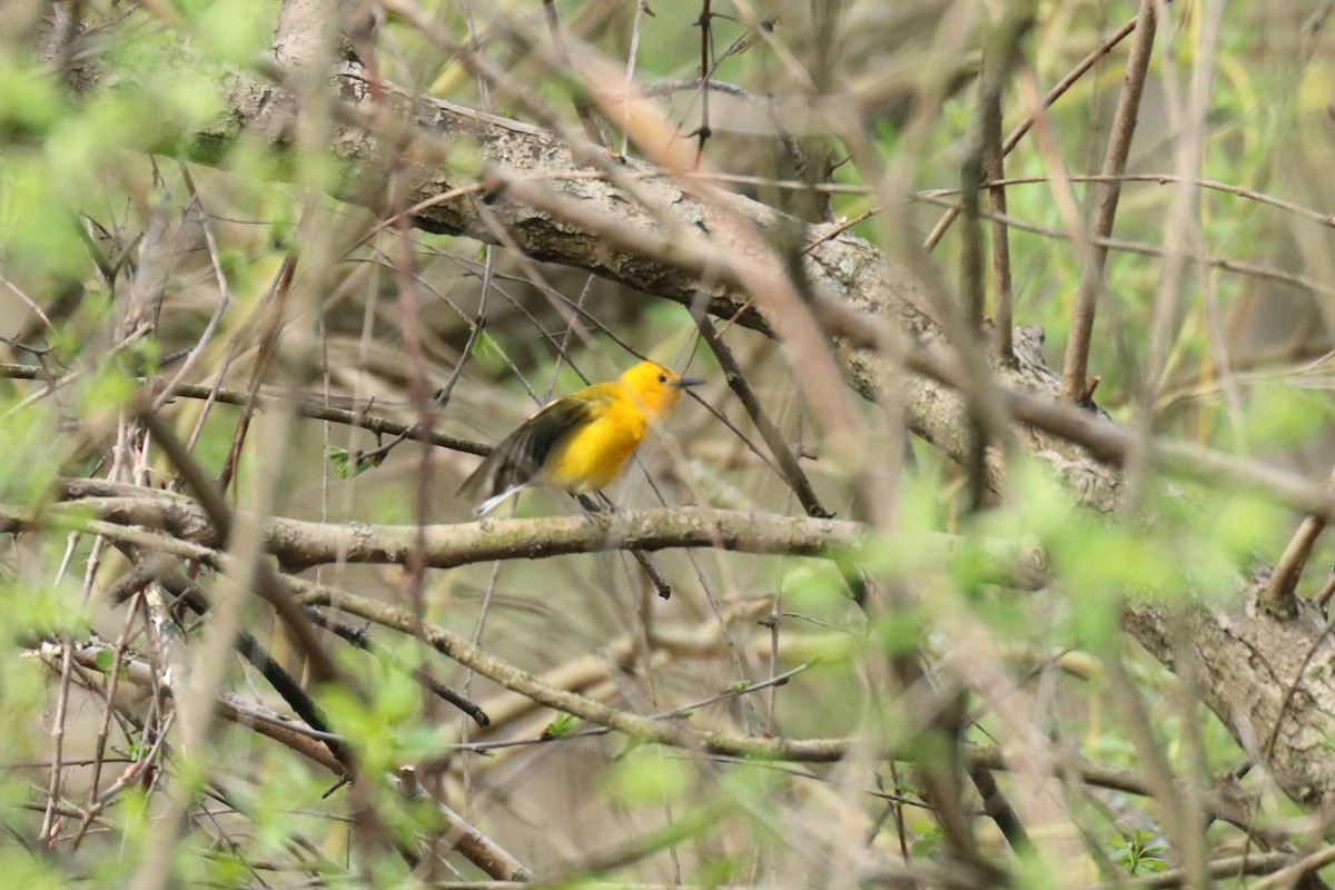 Prothonotary Warbler - ML98564141