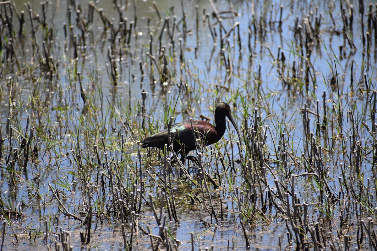 White-faced Ibis - Jack Parlapiano