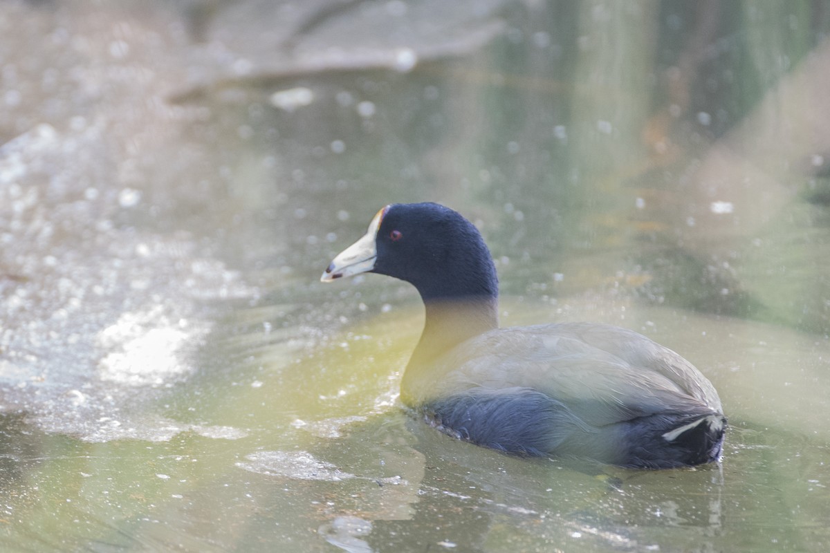 American Coot - RoyalFlycatcher Birding Tours & Nature Photography