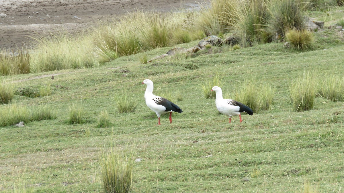 Andean Goose - ML98568201