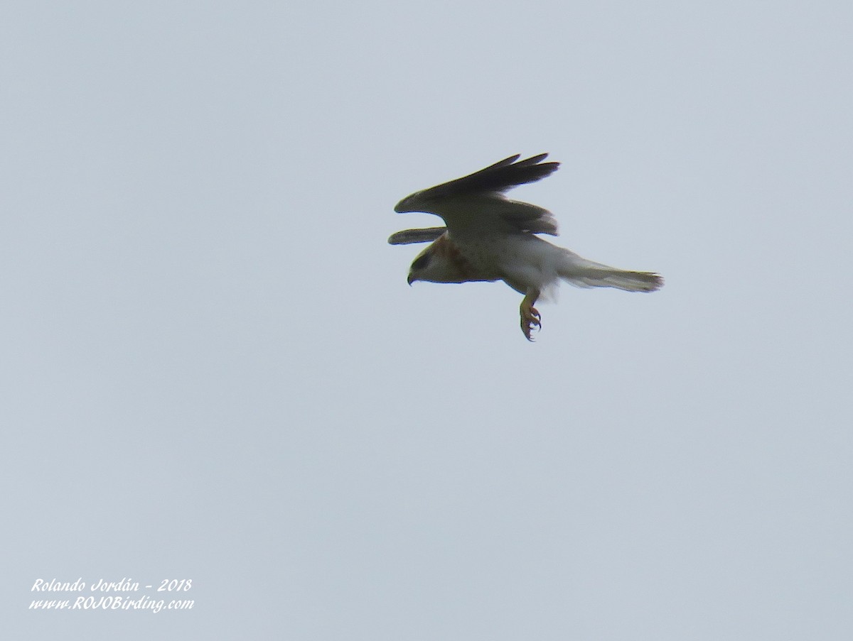White-tailed Kite - Rolando Jordan