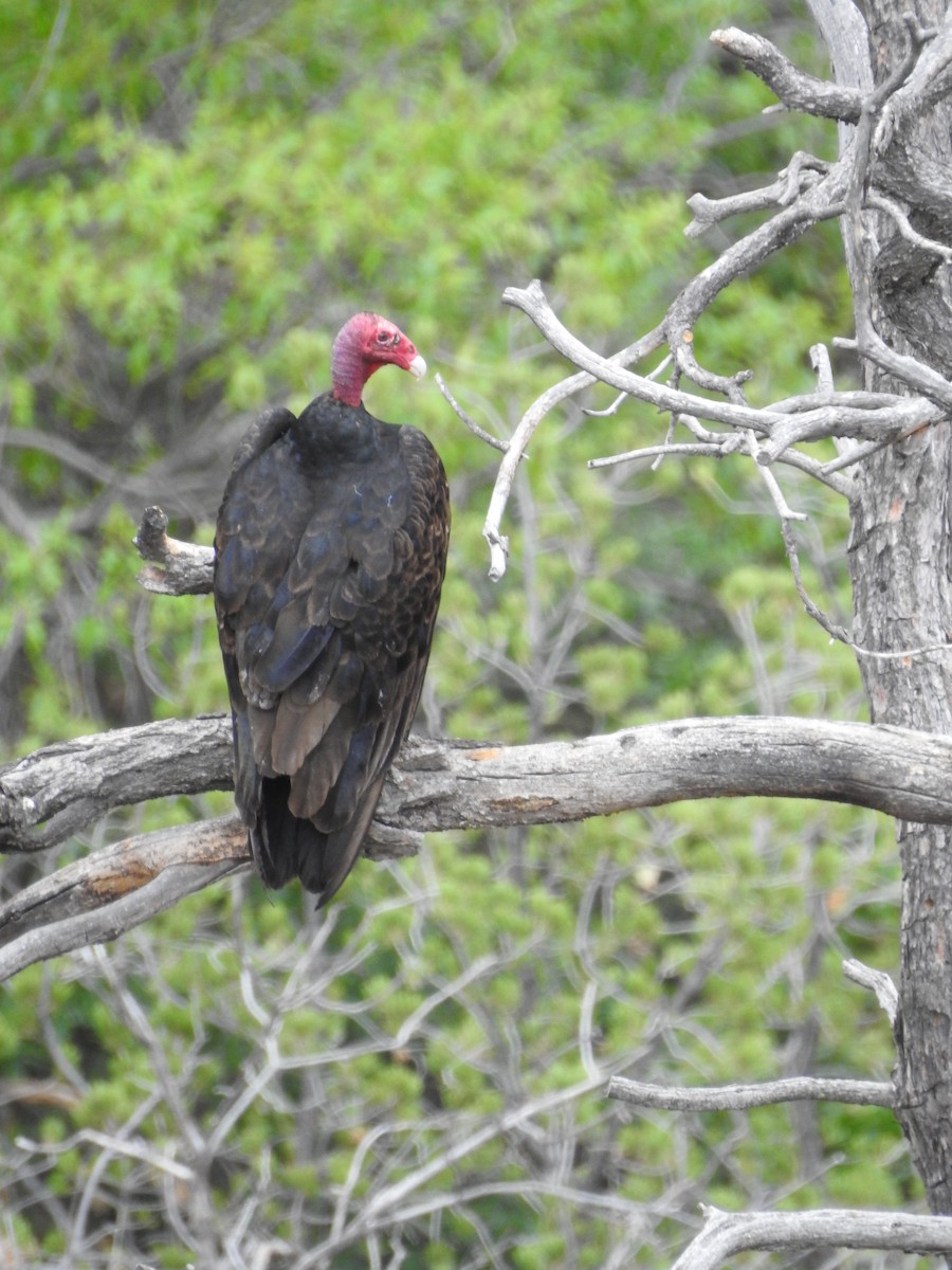 Turkey Vulture - Anna Pickering