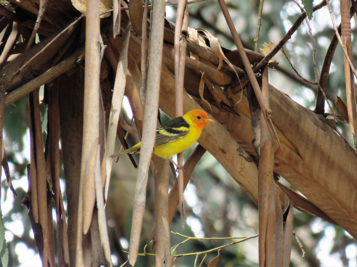 Western Tanager - ML98575421