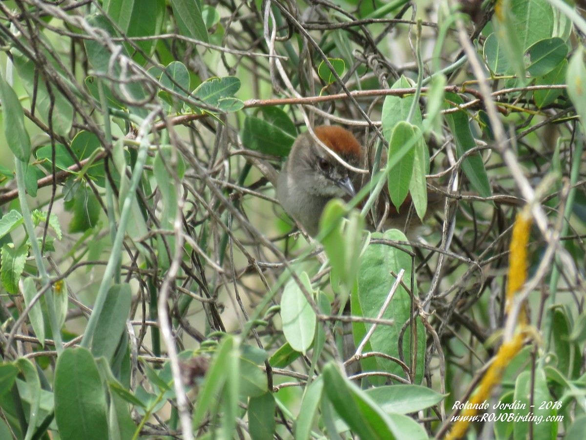 Pale-breasted Spinetail - Rolando Jordan